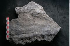 Foto (Detailansicht) von Sigillaria lepidodendrifolia Brongniart (NHMW-GEO-2024-0188-11087)
